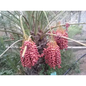 Organic Fresh Dates